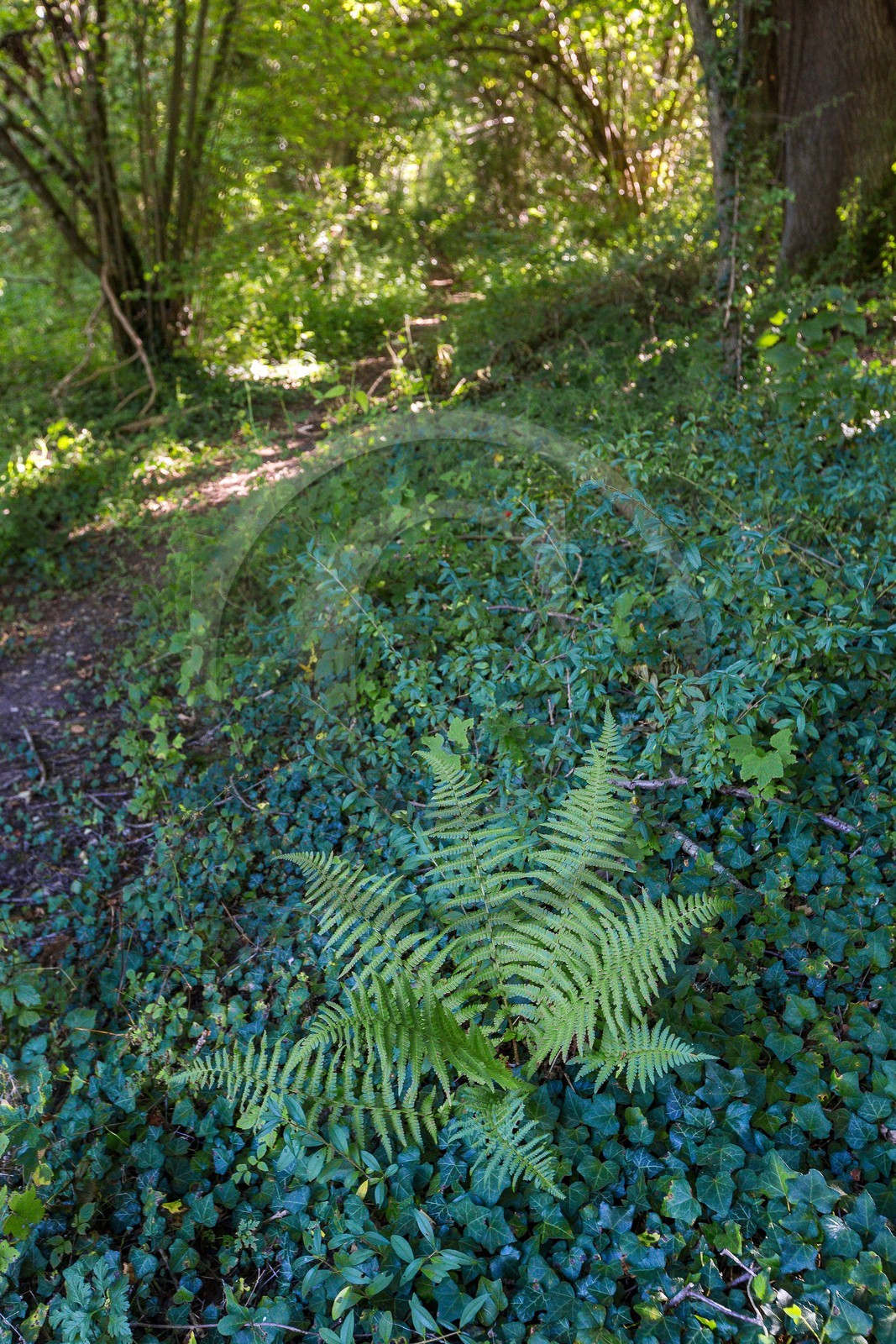 ENS de l'Isère, étang de Montjoux