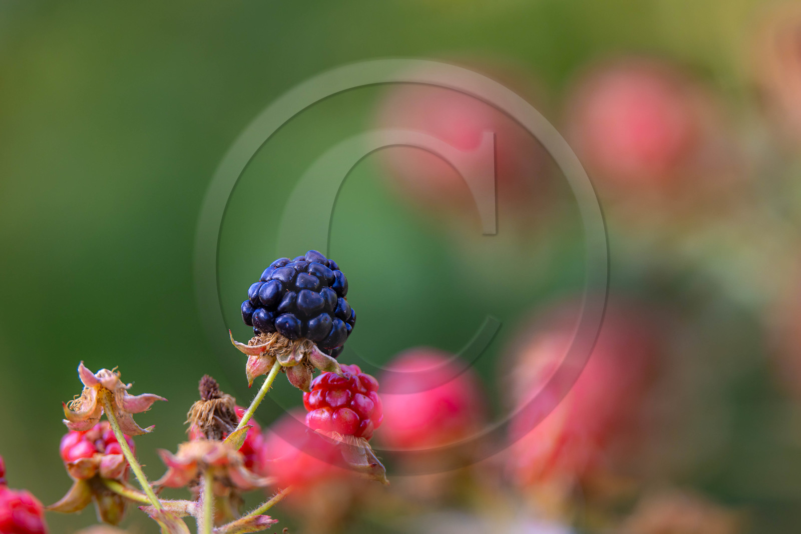 Ecrins de fruits, producteur de fruits rouges