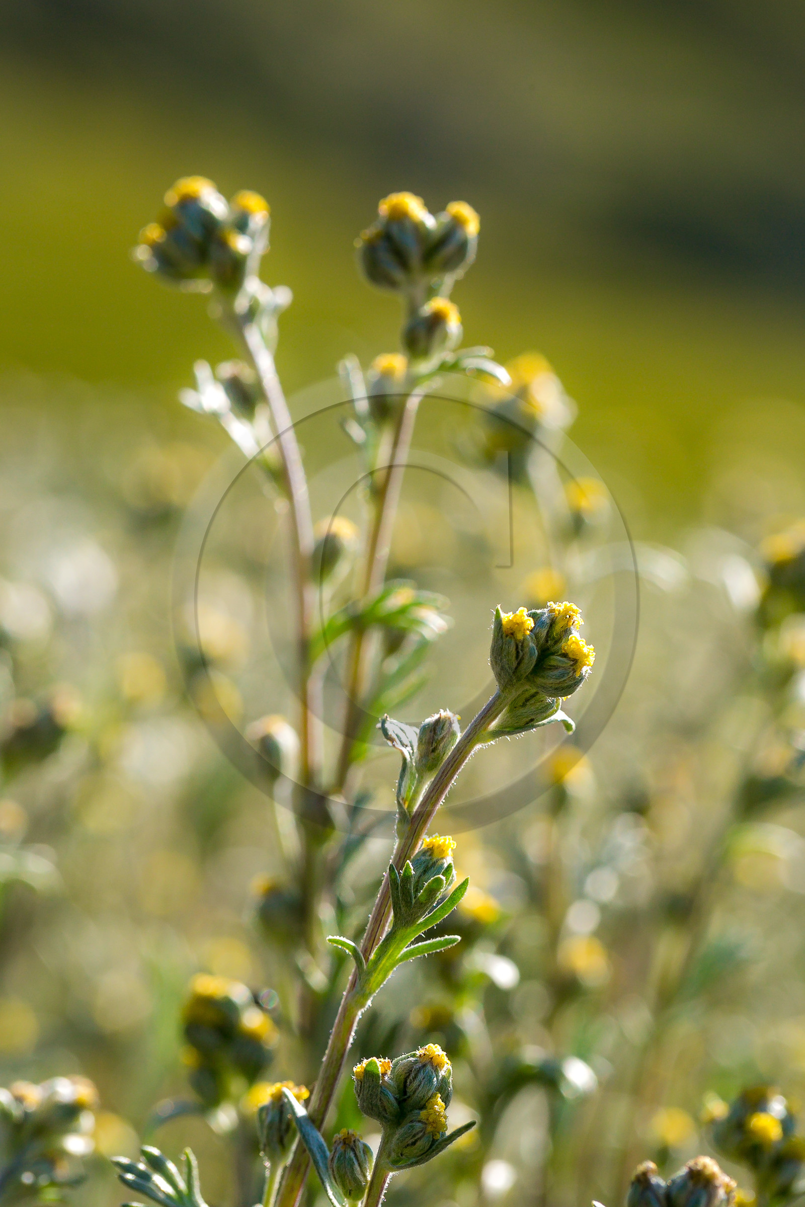Bruno Gonnon, cultivateur de génépi bio