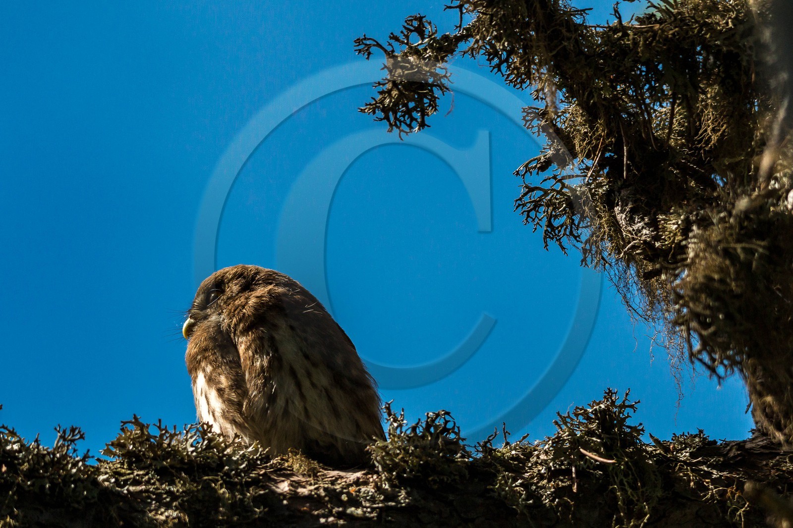 Bois du Chapitre, Chevêchette d'Europe