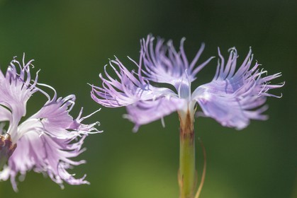 Œillet de Montpellier, Dianthus hyssopifolius
