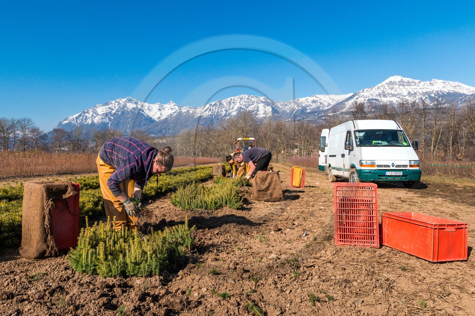 Pépinière Robin, producteur de sapin de Noël
