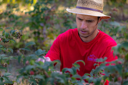 Ecrins de fruits, producteur de fruits rouges
