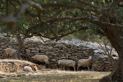 Montons dans enclos de pierre