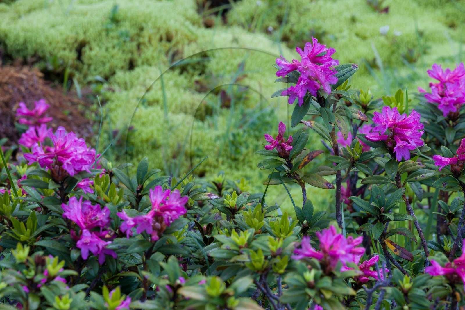Rhododendron ferrugineux, Laurier rose des Alpes, Rhododendron ferrugineum