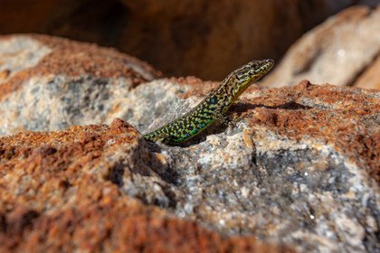 Belvédère-Campomoro, lézard