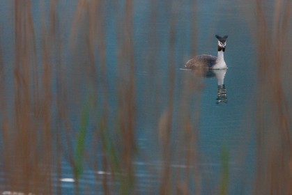 Réserve naturelle du Bout du Lac d'Annecy, roselière et Grèbe huppé (Podiceps cristatus)