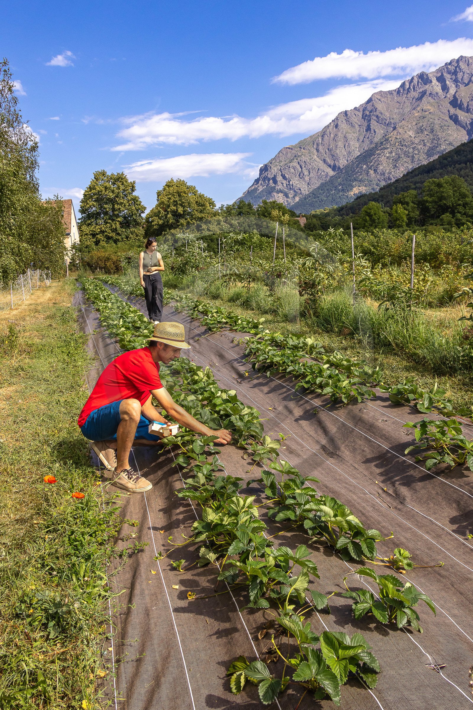 Ecrins de fruits, producteur de fruits rouges